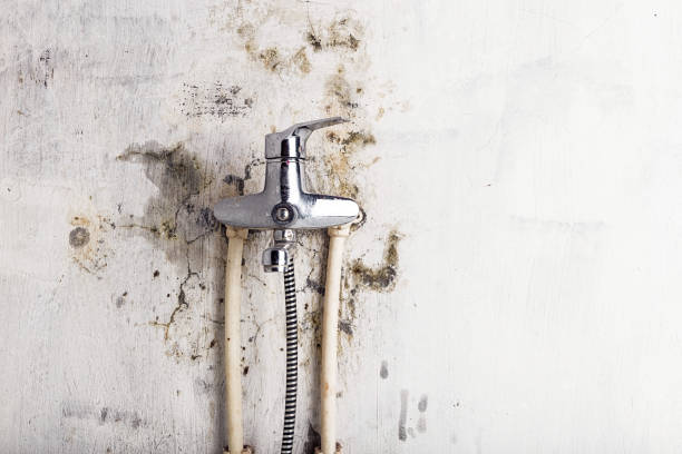 Best Same-Day Mold Removal  in Georgetown, SC