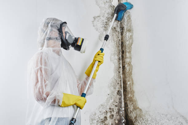 Best Crawl Space Mold Removal  in Georgetown, SC
