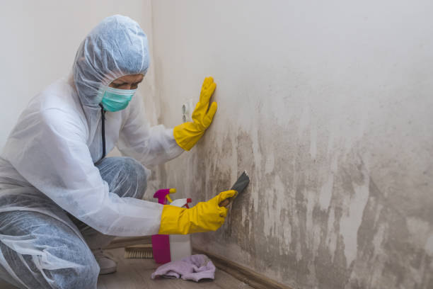 Best Certified Mold Removal  in Georgetown, SC