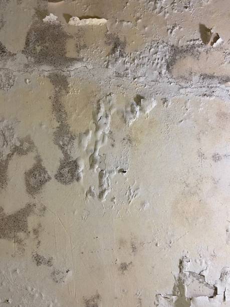Best Fast Mold Removal  in Georgetown, SC