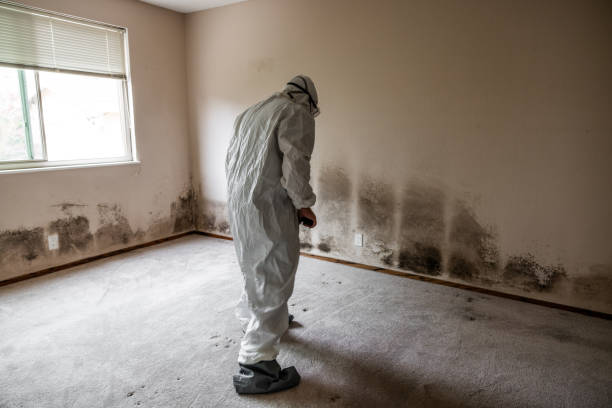 Best Mold Removal Specialists  in Georgetown, SC