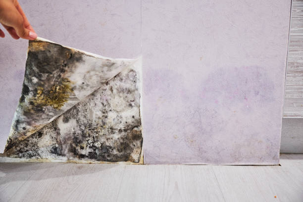 Best Local Mold Removal Service  in Georgetown, SC